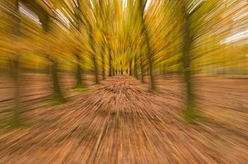 Sprookjesachtig bos.