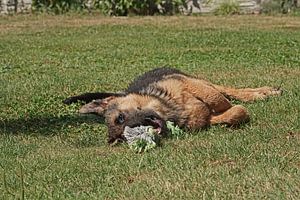 Chien de berger (chiot) couché avec un os à jouer
