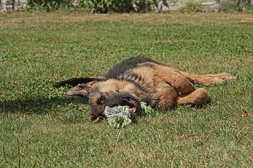 Schapenhond (puppy) liggend met speelbot