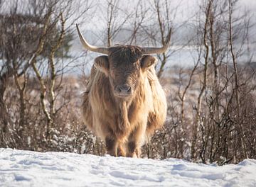 Schotse Hooglander in de sneeuw... van Ans Bastiaanssen