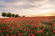Sunset over the poppies by visitlimburg thumbnail