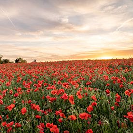 Sunset over the poppies van visitlimburg