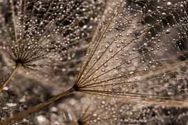 Die glitzernden Wassertröpfchen von Marjolijn van den Berg