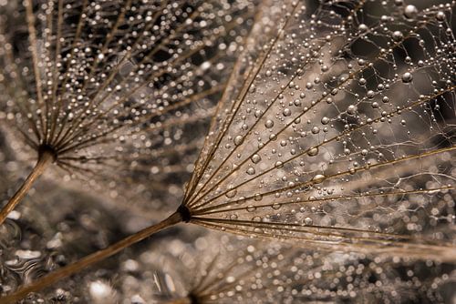 De glinsterende waterdruppeltjes