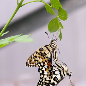 Parende vlinders van Ilse Radstaat