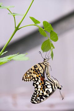 Parende vlinders van Ilse Radstaat