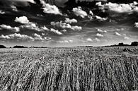 Graan in polderlandschap in zwart-wit van Jan Sportel Photography thumbnail