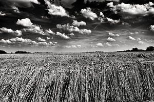 Graan in polderlandschap in zwart-wit