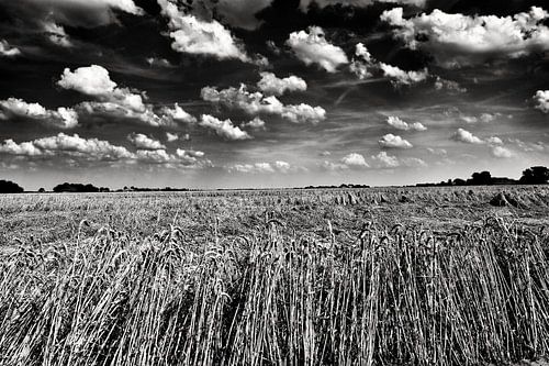 Graan in polderlandschap in zwart-wit