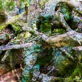 Branches  II van Caroline Boogaard