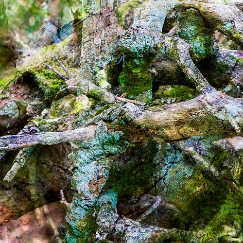 Branches  II