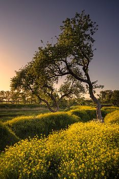 Magisches Frühlingsbild