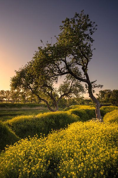 Magical Spring Picture by Viocida