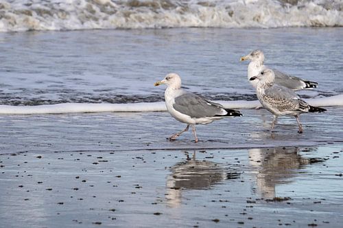 Beach walk