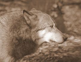Wolf in Sepia