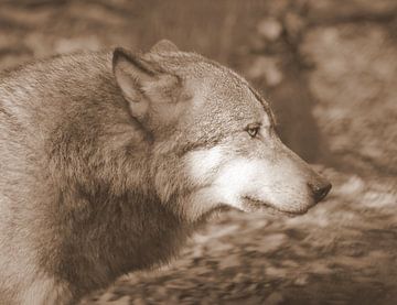 Wolf in sepia by Jose Lok