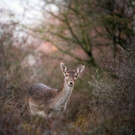 Fallow deer in the dunes by Tom Zwerver