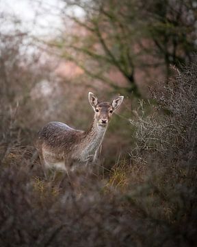 Fallow deer in the dunes by Tom Zwerver