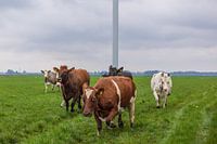 koeien rennend in weiland