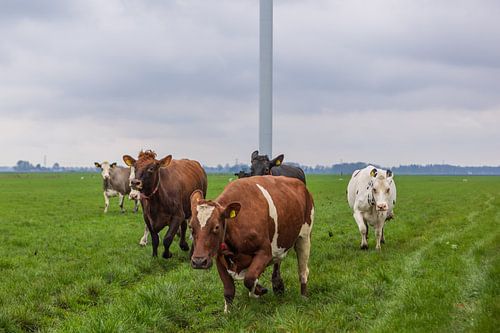 cows running in meadow