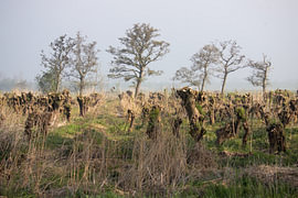 Trees and pollarded willows in the mist