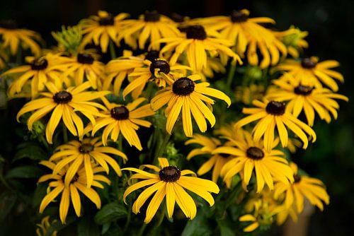 Rudbeckia flowers
