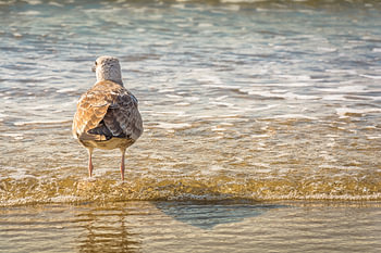 Een meeuw bij het strand uitkijkend over de zee