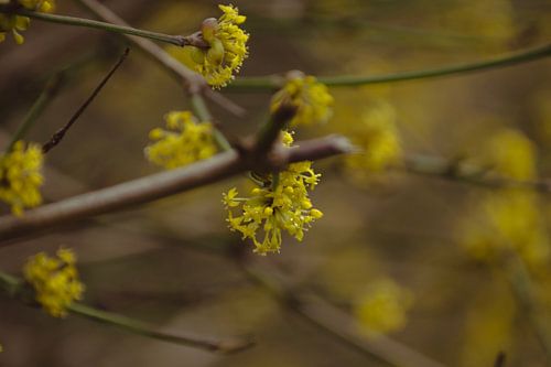 De bloesems van de lente.