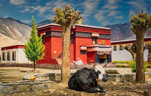 Koe op de binnenplaats van het klooster, Tibet