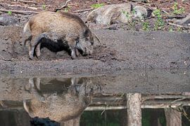 The wild boar. 1 of the piglet 5 of the Netherlands by Merijn Loch