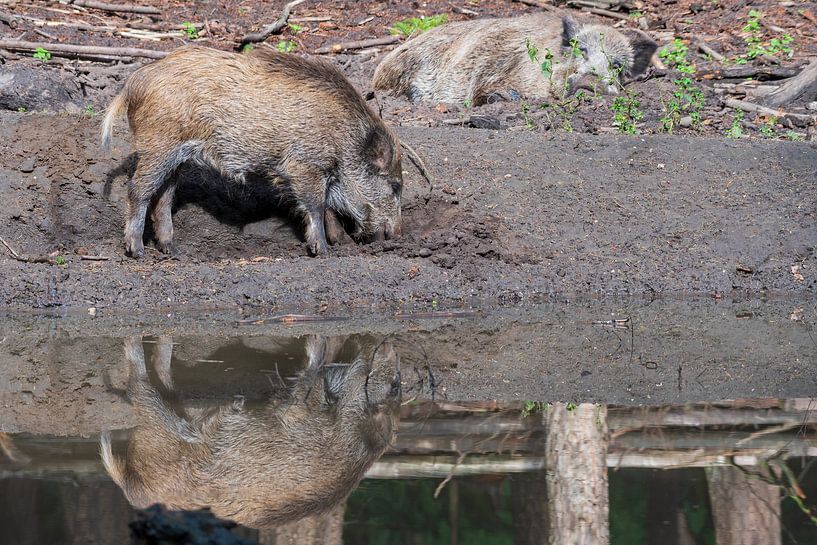 The wild boar. 1 of the piglet 5 of the Netherlands by Merijn Loch