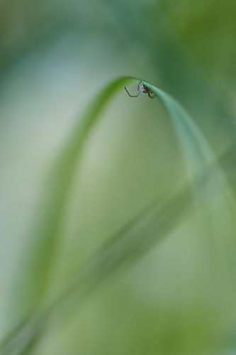 Spin in eigen omgeving