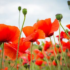  Poppies. sur Nicole van As