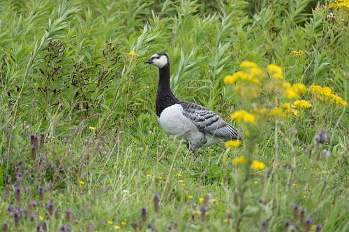 Canard