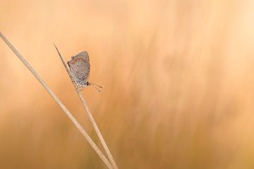 Feuer Schmetterling von Lia Hulsbeek Brinkman