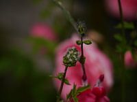 pimpernel