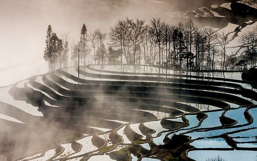 Rice terraces in morning fog
