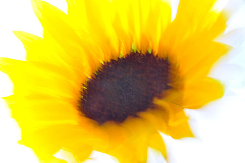BLOEMENDROMEN 43