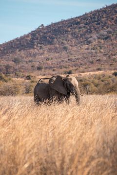 olifant in zuid-afrika van Maarten Starink Photography