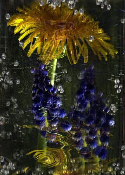Sparkling - dandelion and grape hyacinth by Christine Nöhmeier