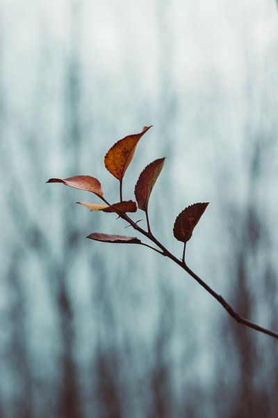 orange branch by Veri Gutte