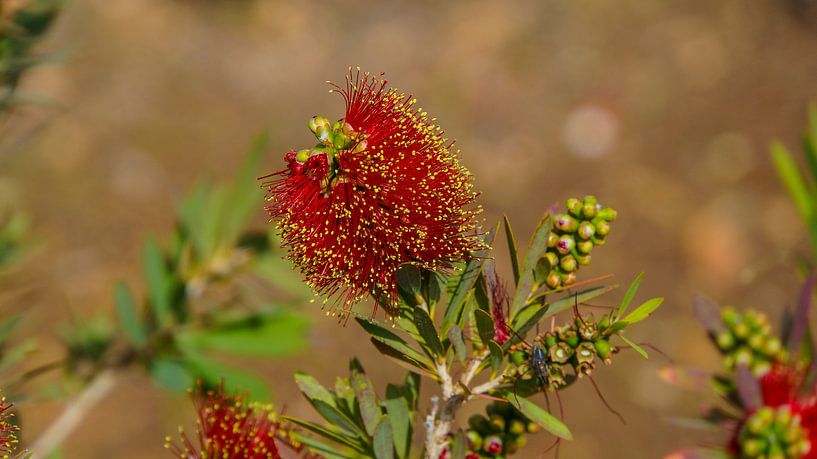 Madeira - Red bottlebrush flower in Funchal in Parque de Santa Catarina by adventure-photos