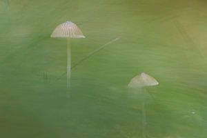 Zwei Pilze im langen Gras