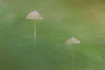 Zwei Pilze im langen Gras von Cor de Hamer