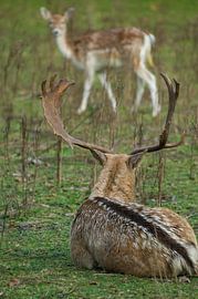 Groot damhert van Andrea Ooms