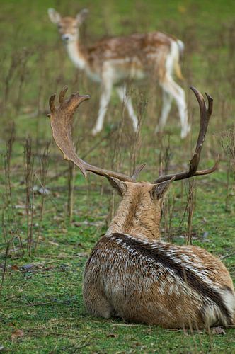 large fallow deer buck