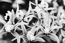 Orchids in Silent Elegance by Patrick Kilb
