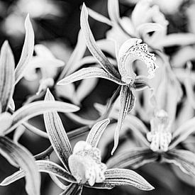 Des orchidées en douce harmonie S&W sur Patrick Kilb