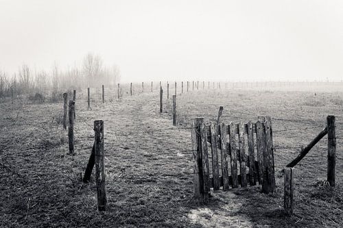 Landschap in de mist