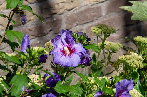 Close-up van regen op een paarse hibiscus bloem